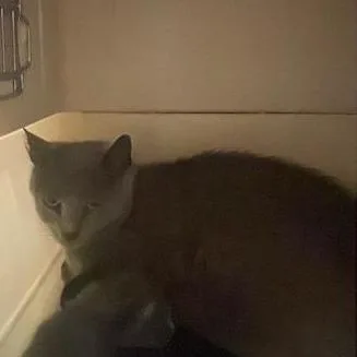 An adult medium-sized female Gray / Blue / Silver Domestic Short Hair cat named Kiki for adoption in Tacoma, WA