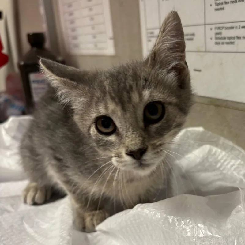 A baby small-sized female Gray / Blue / Silver Domestic Short Hair cat named Dina for adoption in Yuma, AZ
