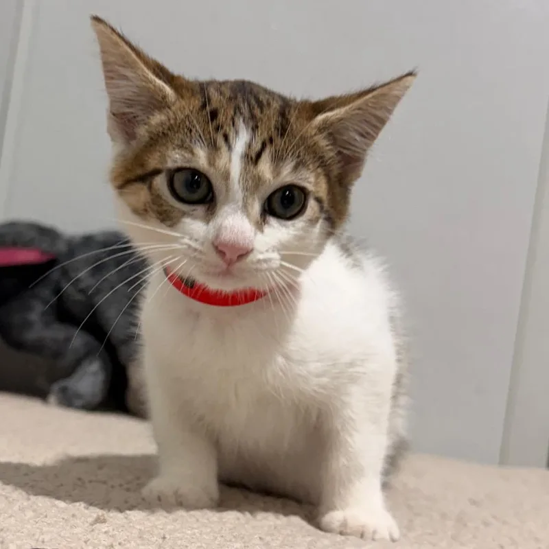 A baby small-sized female White Domestic Short Hair cat named Mila for adoption in Tampa, FL