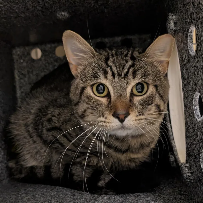 An adult large-sized male Domestic Short Hair cat named Rascal for adoption in Birdsboro, PA