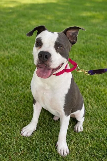 An adult medium-sized male Mixed Breed dog named Moose for adoption in Vero Beach, FL