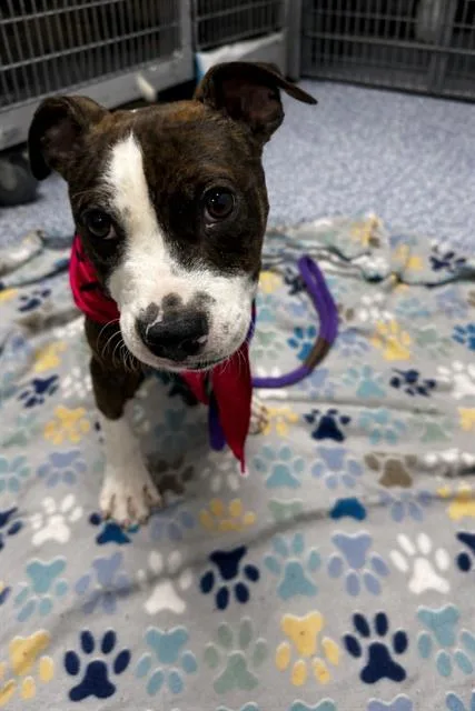 A young small-sized female Mixed Breed dog named Smiley for adoption in Charlotte, NC