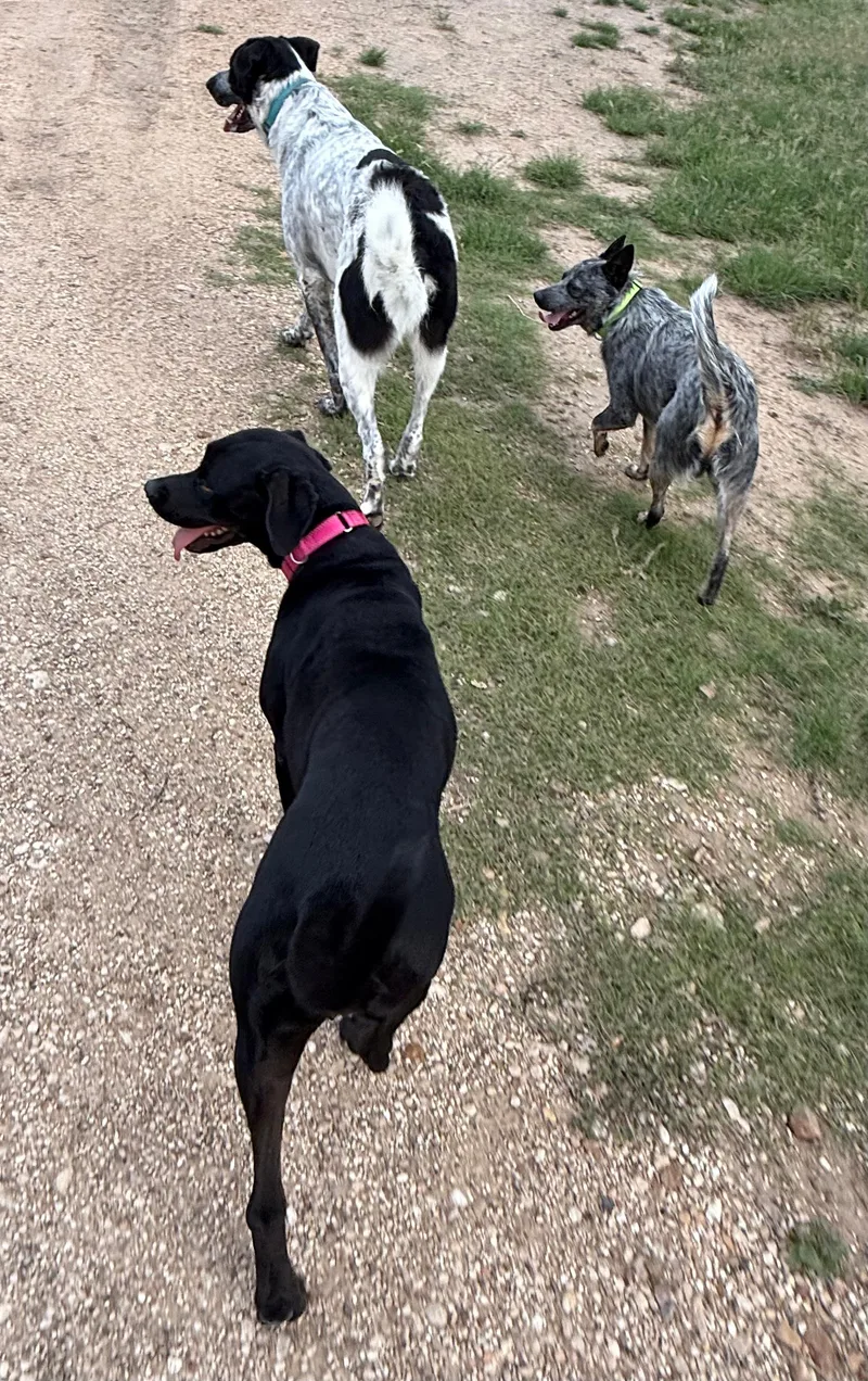 A young medium-sized male Australian Cattle Dog / Blue Heeler dog named Max for adoption in Dale, TX