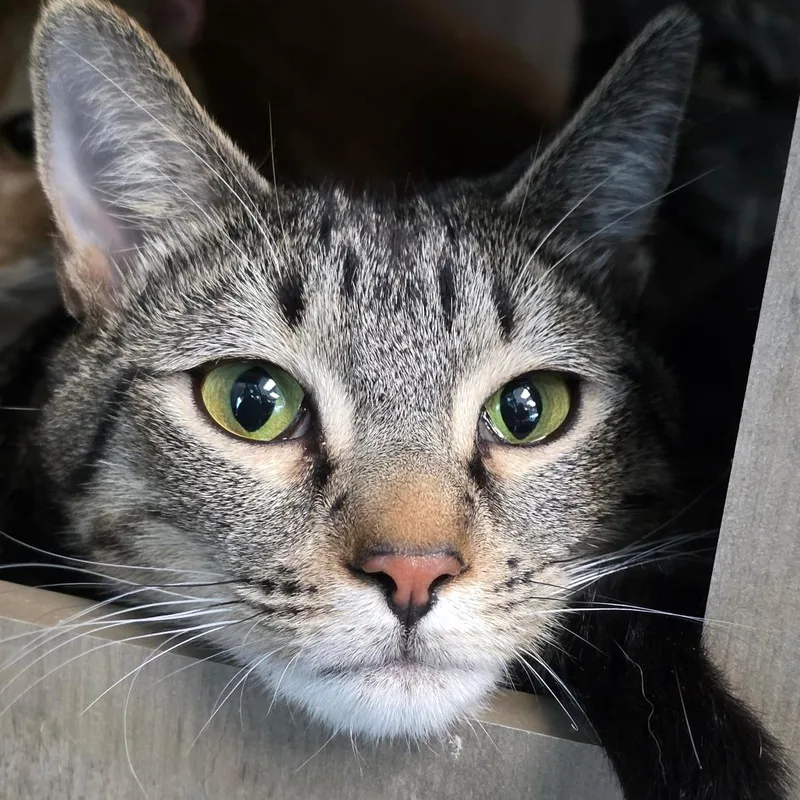 A young medium-sized female Brown / Chocolate Domestic Short Hair cat named Pinky for adoption in Abilene, TX