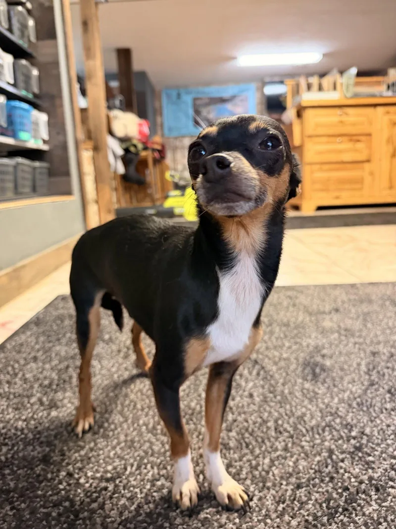 An adult small-sized male Chihuahua dog named Bruno for adoption in Leavenworth, KS