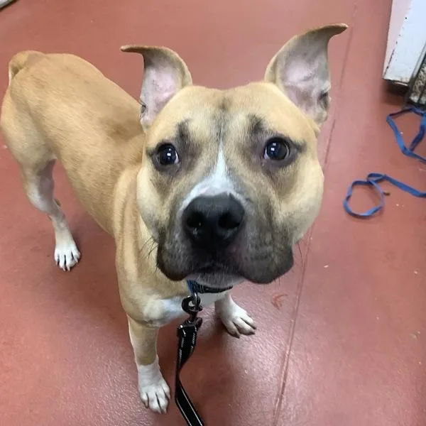 An adult large-sized male Pit Bull Terrier dog named Truffle for adoption in Salisbury, MD