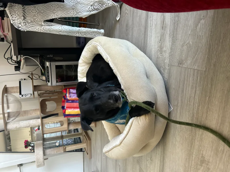 Onyx  Md thumbnail 2