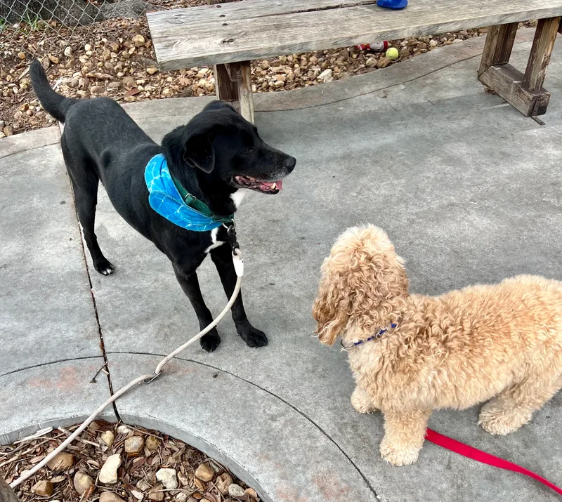 Onyx  Md thumbnail 3