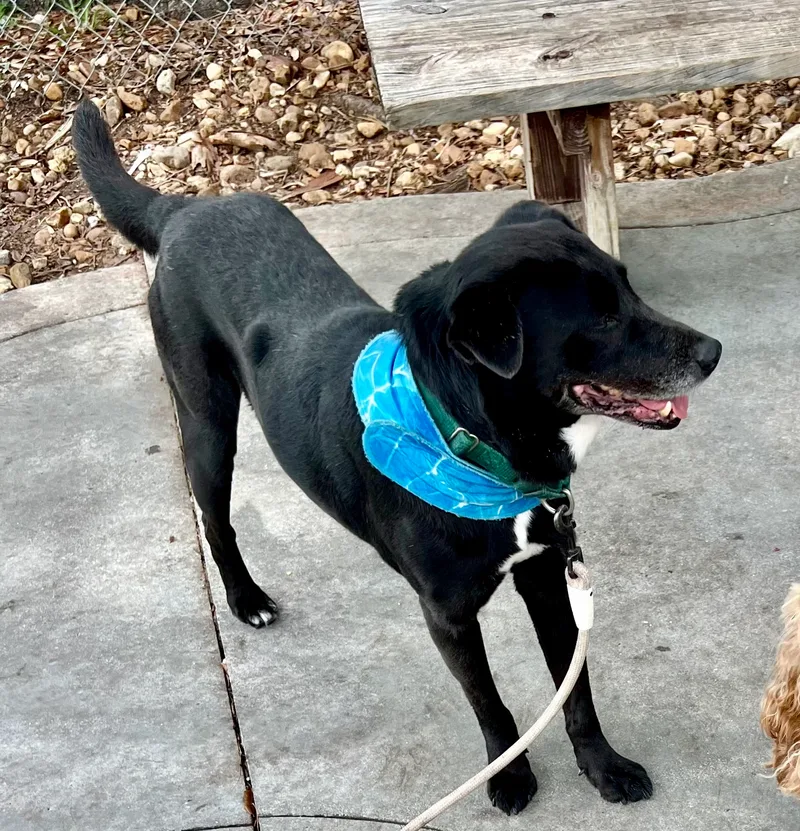 Onyx  Md thumbnail 4