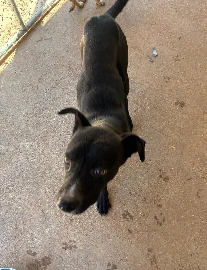 A young medium-sized male Mixed Breed dog named Rizzo for adoption in Ruston, LA