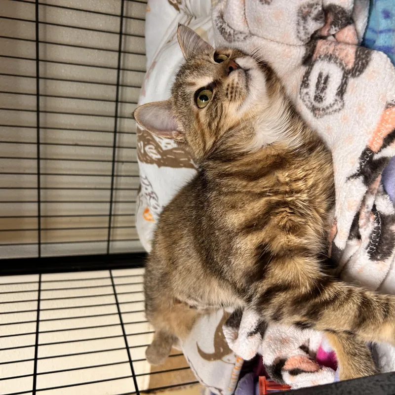 A young small-sized female Torbie Domestic Short Hair cat named Yuki for adoption in Myerstown, PA