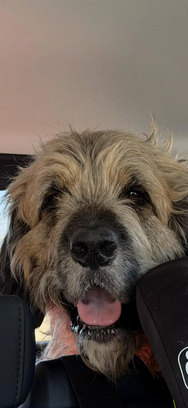 An adult large-sized male Black Saint Bernard dog named Coda for adoption in Hindsboro, IL