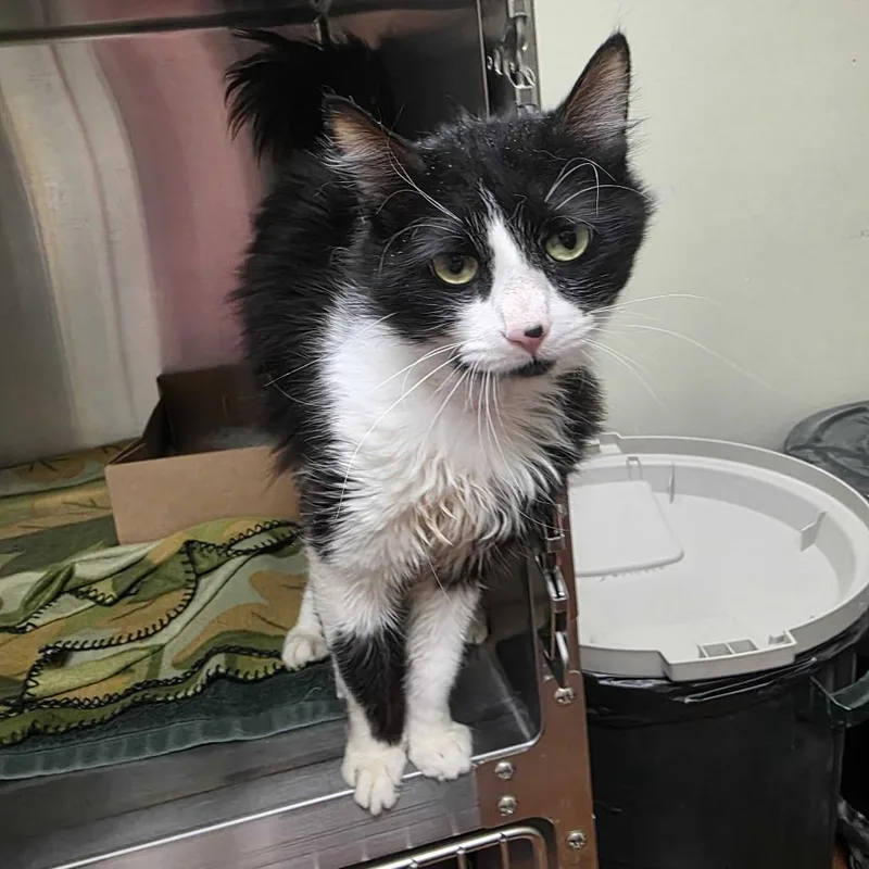 A young medium-sized male White Domestic Medium Hair cat named Moo Moo for adoption in Milan, IL