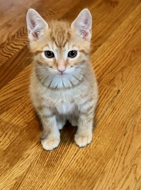 A baby medium-sized male Tabby (Orange / Red) Domestic Short Hair cat named Monty for adoption in Annapolis, MD