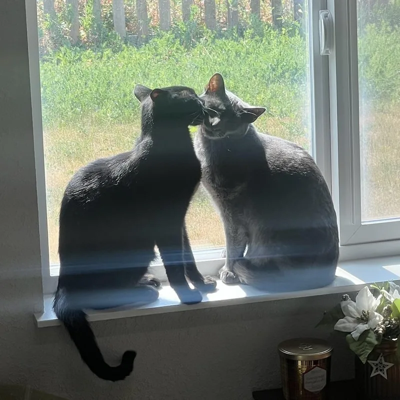 A young medium-sized male Gray / Blue / Silver Domestic Short Hair cat named Moonstone for adoption in Denver, CO