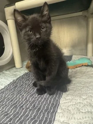 A baby small-sized male Domestic Short Hair cat named Ramsey for adoption in Honolulu, HI