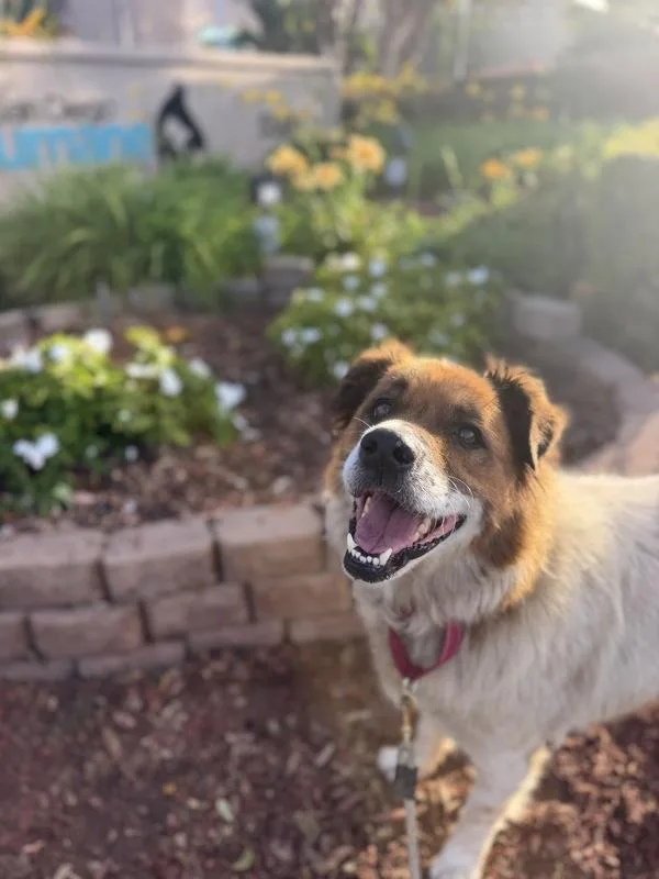 Baxter