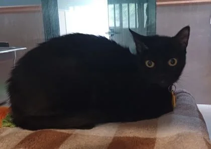 An adult medium-sized female Black Domestic Short Hair cat named Queen Cattywampus for adoption in Stanwood, WA