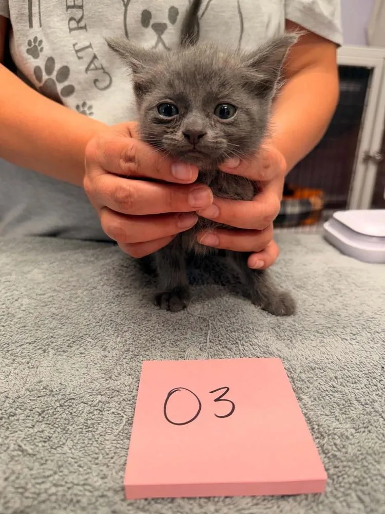 A baby small-sized male Gray / Blue / Silver Domestic Short Hair cat named Otis for adoption in Vancouver, WA