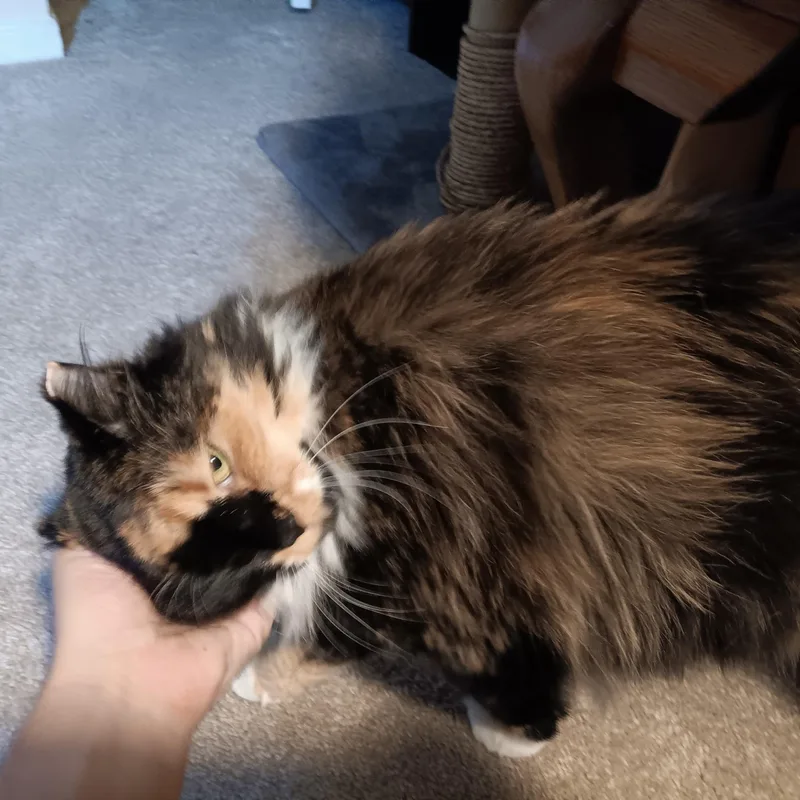 Momo thumbnail 2