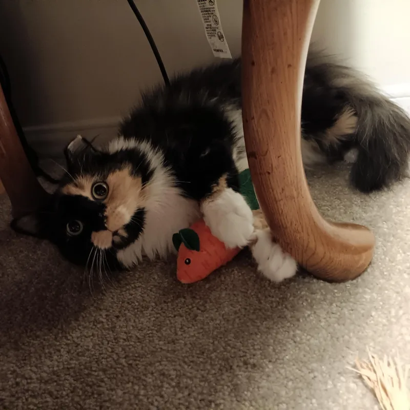 Momo thumbnail 3
