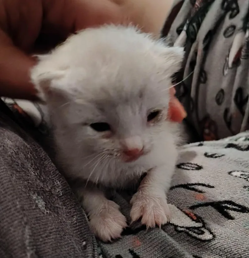 A baby small-sized female Siamese cat named Millicent Highway for adoption in New Braunfels, TX