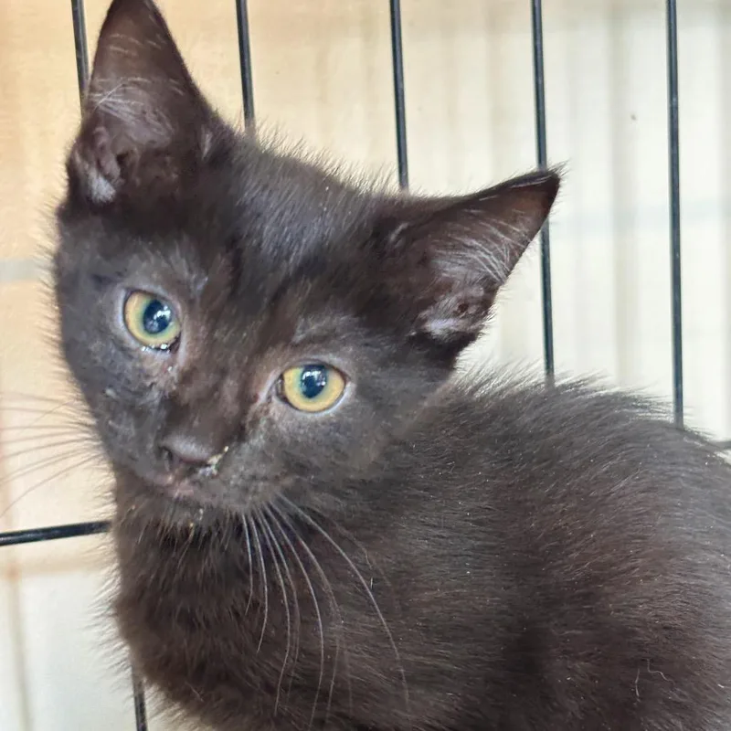 A baby small-sized female Black Domestic Short Hair cat named Pie for adoption in Huntington, WV