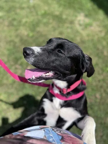 An adult medium-sized female Labrador Retriever dog named Mouth for adoption in Mount Pleasant, IA