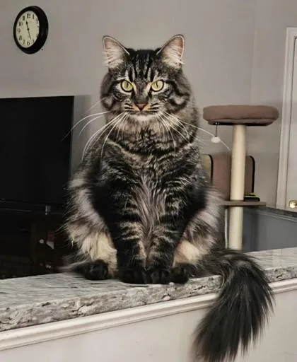An adult small-sized female Domestic Medium Hair cat named Torrey for adoption in Fairfax, VA