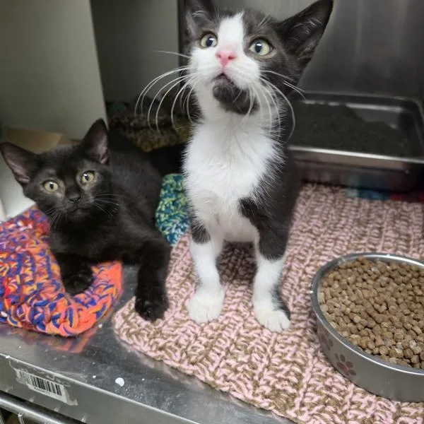 A baby medium-sized male Domestic Short Hair cat named Jack for adoption in Des Moines, IA