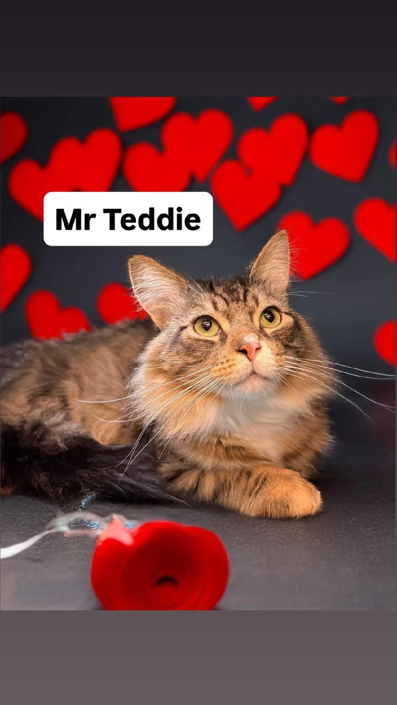 Mr Teddie At Martinez