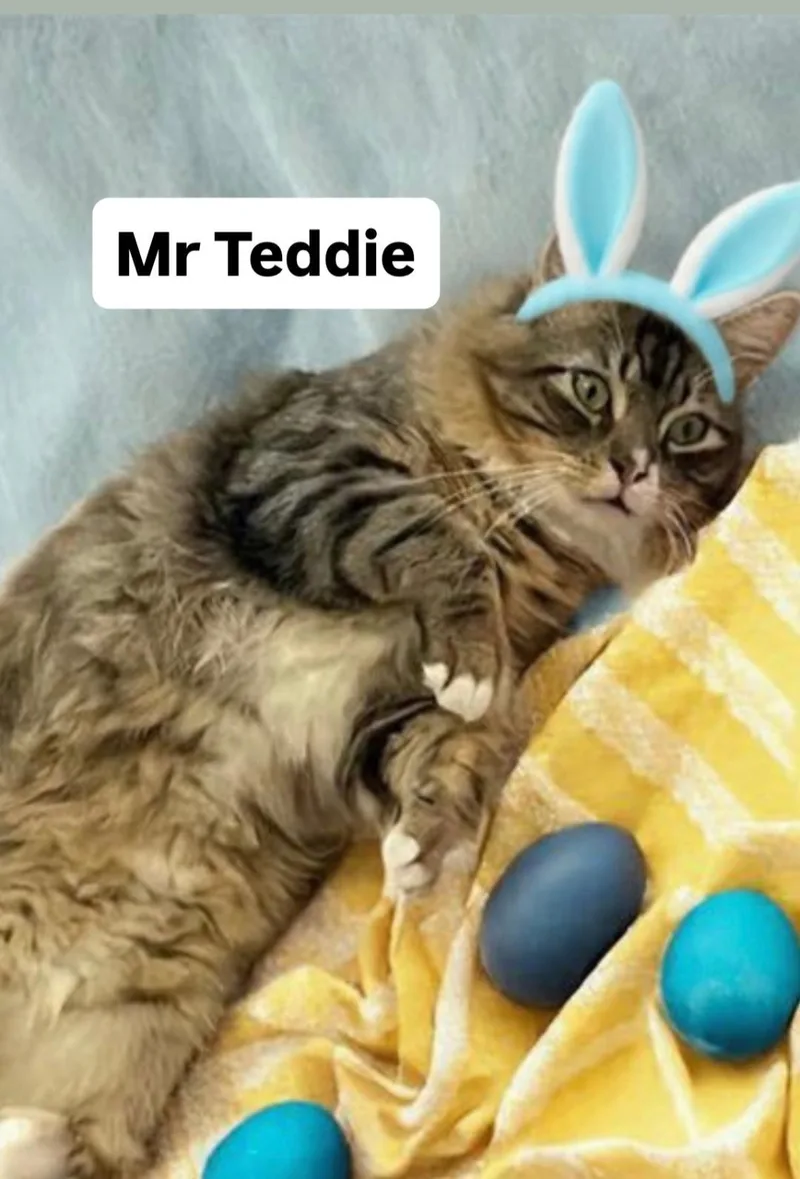 Mr Teddie At Martinez thumbnail 2