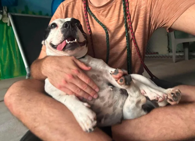 A young medium-sized female White / Cream Pit Bull Terrier dog named Glitter for adoption in Phoenix, AZ
