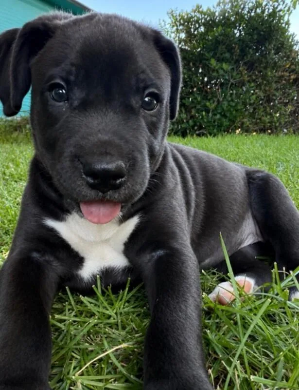A baby medium-sized female Black Pit Bull Terrier dog named Juniper for adoption in Van Nuys, CA