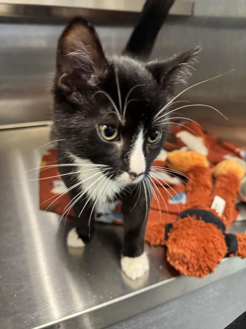 A young small-sized male Black & White / Tuxedo Domestic Short Hair cat named Chess for adoption in Hilton Head Island, SC