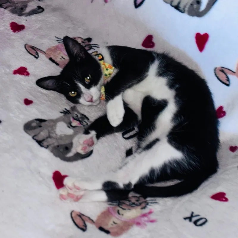 A baby small-sized female Black & White / Tuxedo Tuxedo cat named Beluga for adoption in San Juan Capistrano, CA