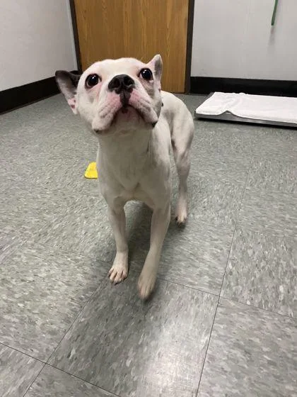 An adult medium-sized male French Bulldog dog named Ace for adoption in Shawano, WI