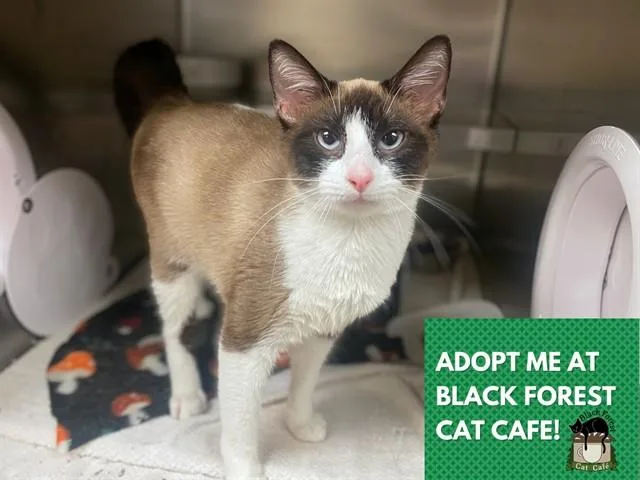 A young small-sized female Snowshoe cat named Amaryllis for adoption in Fort Wayne, IN