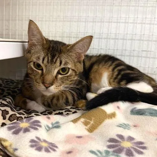 Leo
