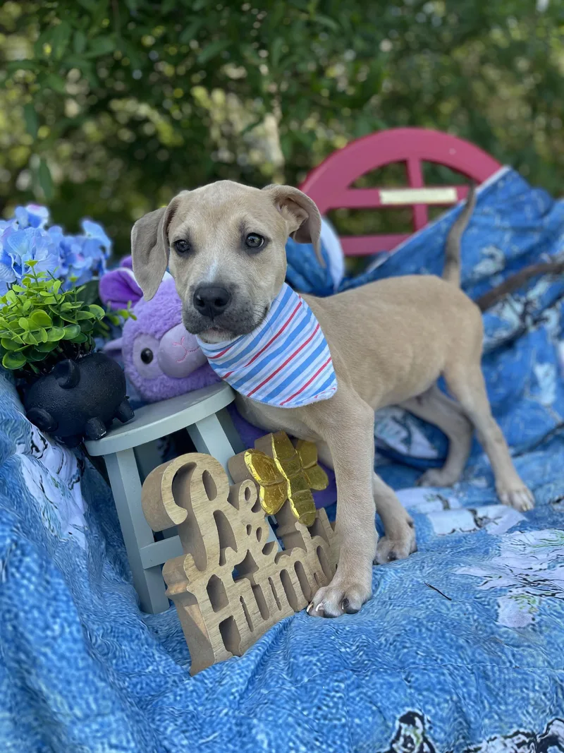 Arlo
