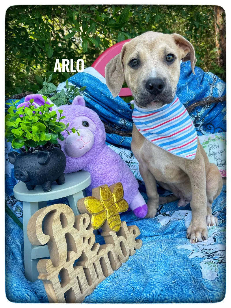 Arlo thumbnail 4
