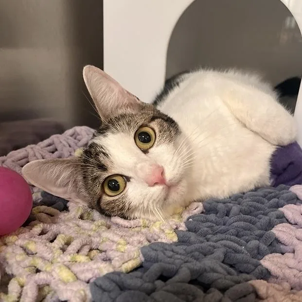 A young small-sized female Domestic Short Hair cat named Emerald for adoption in Los Angeles, CA