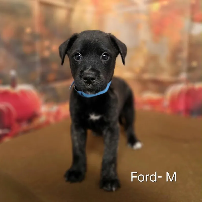 A baby medium-sized male Retriever dog named Ford for adoption in Griswold, CT