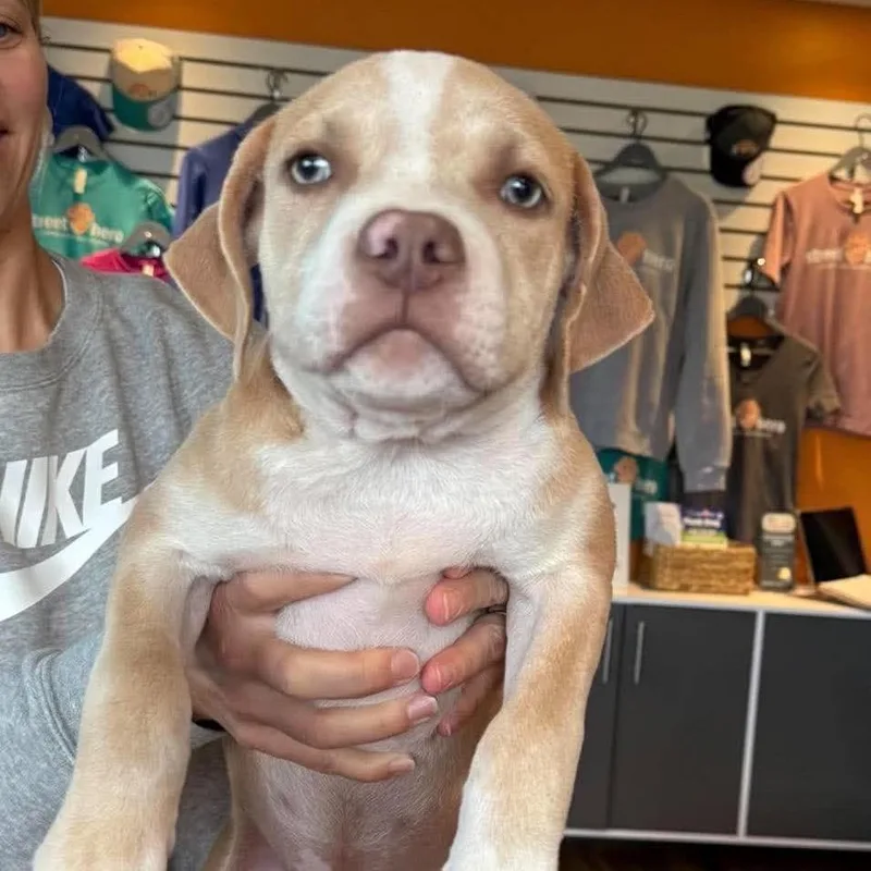 A baby medium-sized female Yellow / Tan / Blond / Fawn Mixed Breed dog named Shimmer for adoption in Bend, OR