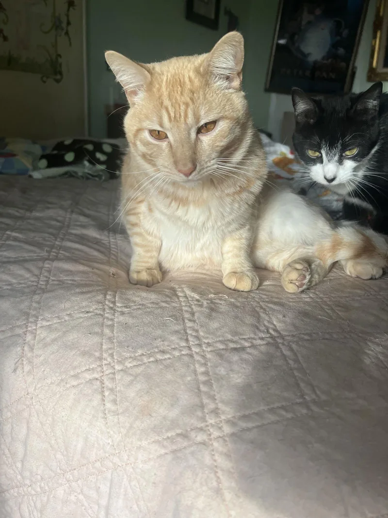 Le'orange. thumbnail 2