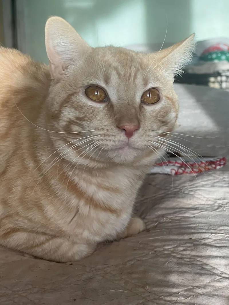 Le'orange. thumbnail 3