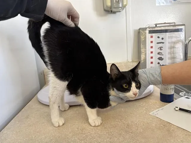 A young medium-sized female Domestic Short Hair cat named Culinary for adoption in Rancho Cucamonga, CA