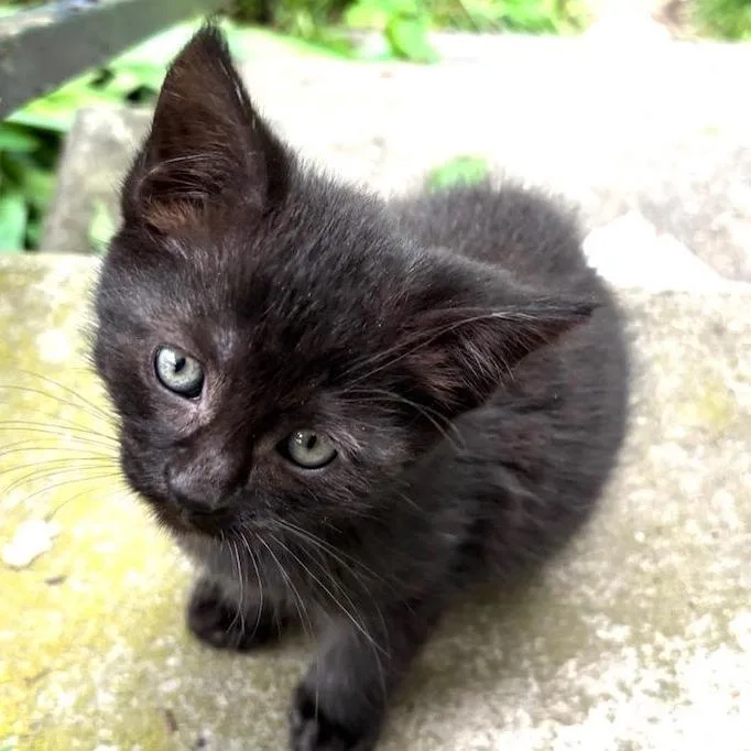 A baby small-sized female Black Domestic Short Hair cat named Nutty Siblings Pistachio for adoption in Washington, DC