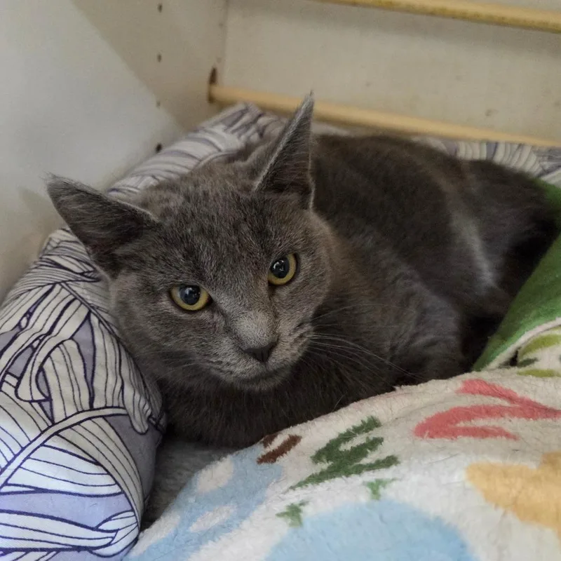 A young medium-sized female Gray / Blue / Silver Domestic Short Hair cat named Ellen for adoption in Pontiac, IL