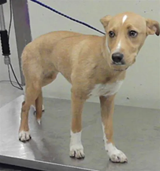 A baby medium-sized female Labrador Retriever dog named Amethyst for adoption in Houston, TX